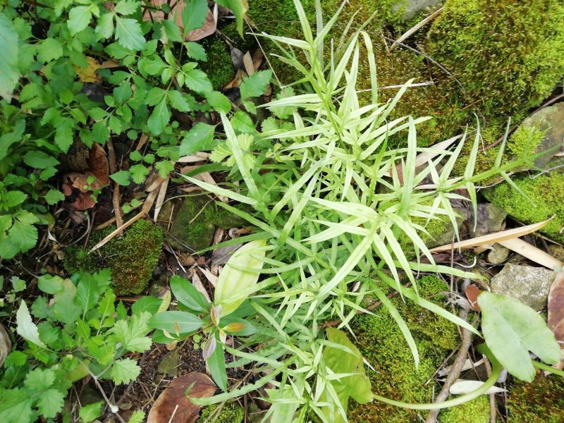 广西凤尾草，新鲜货，10斤起批，欢迎订购。