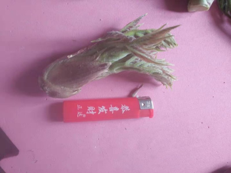 刺嫩芽，刺老包，价格合理，