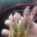 刺嫩芽，刺老包，价格合理，