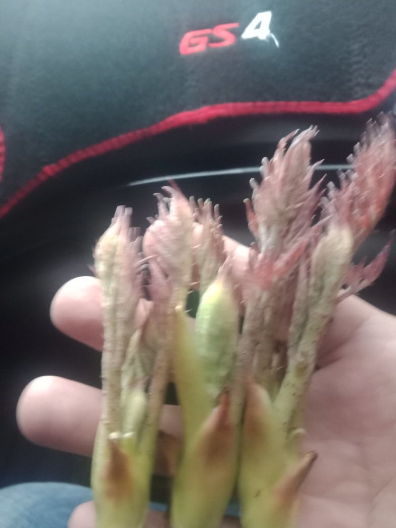 刺嫩芽，刺老包，价格合理，