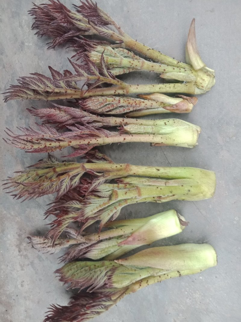 刺嫩芽，刺老包，价格合理，