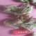 刺嫩芽，刺老包，价格合理，