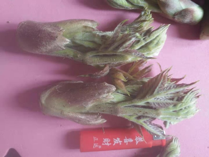 刺嫩芽，刺老包，价格合理，