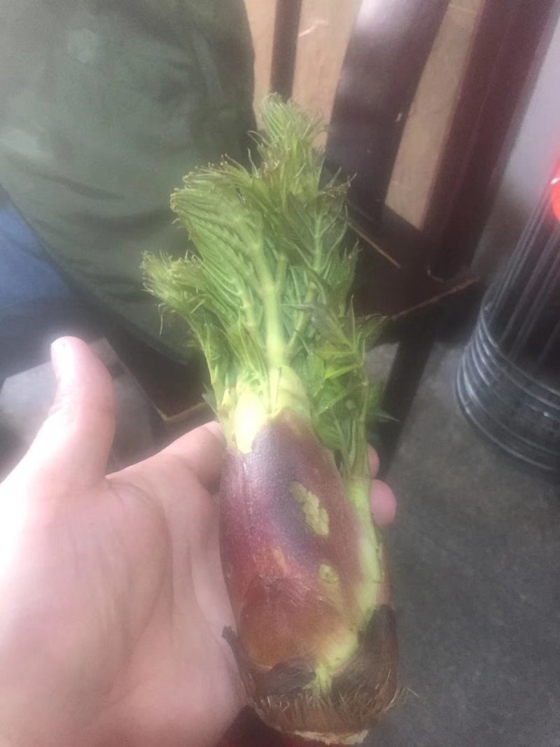 刺嫩芽，刺老包