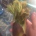 刺嫩芽，刺老包