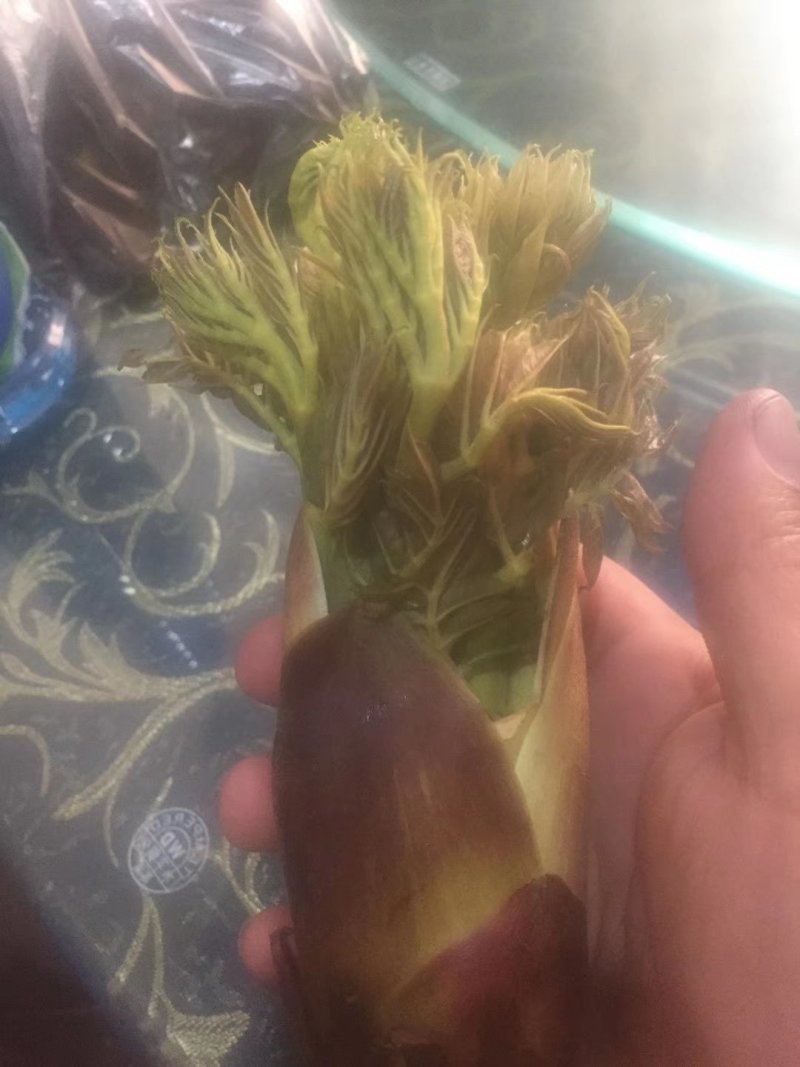 刺嫩芽，刺老包