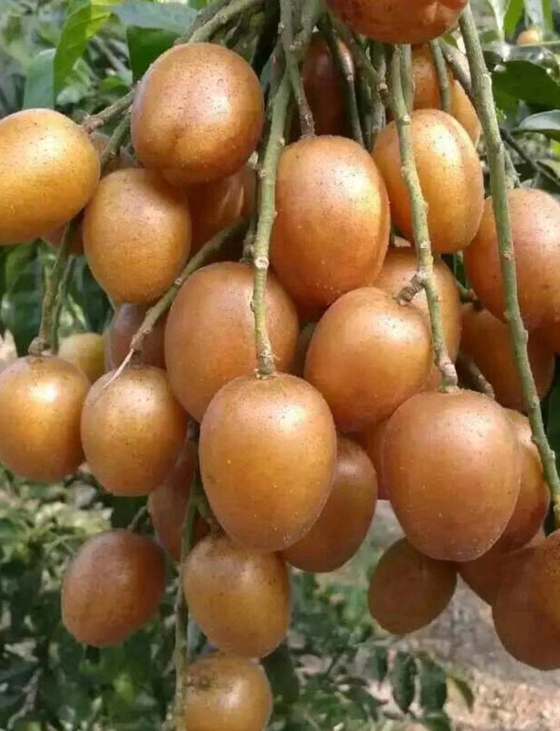 黄皮果苗