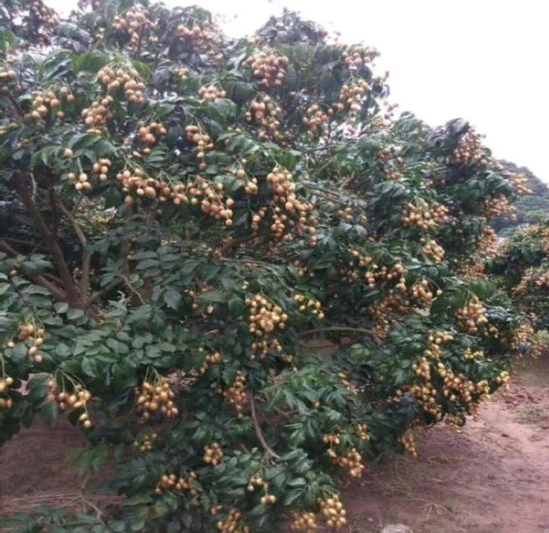 黄皮果苗