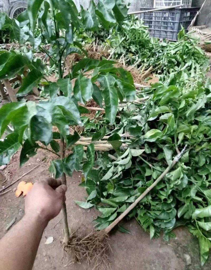 黄皮果苗