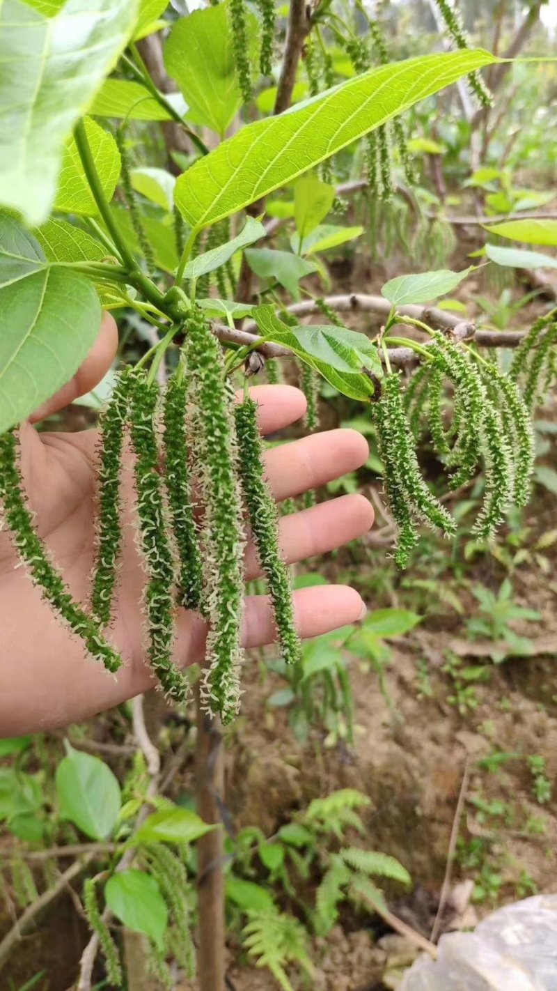 长果桑