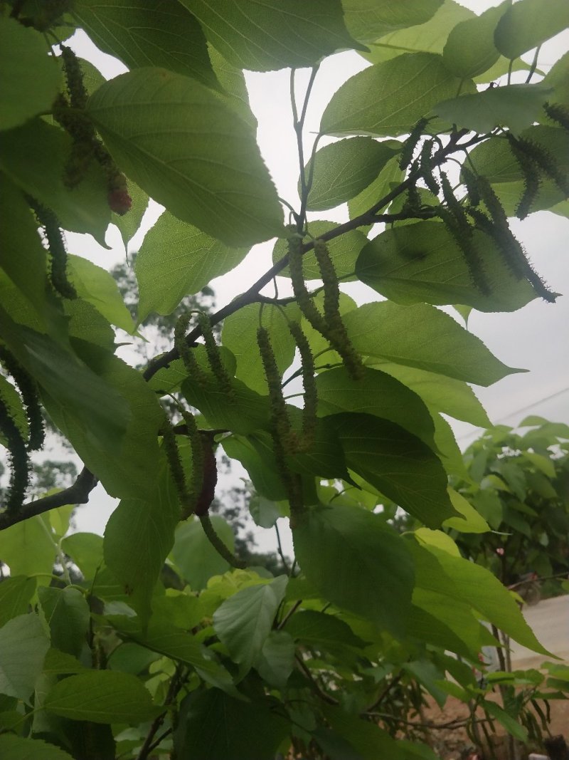 长果桑