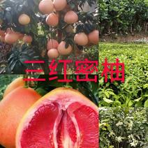 广西容县品种纯正三红密柚苗，红心密柚苗，柚子苗，基地现