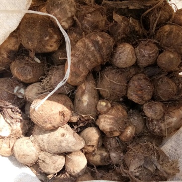 8520，大中小求都有，