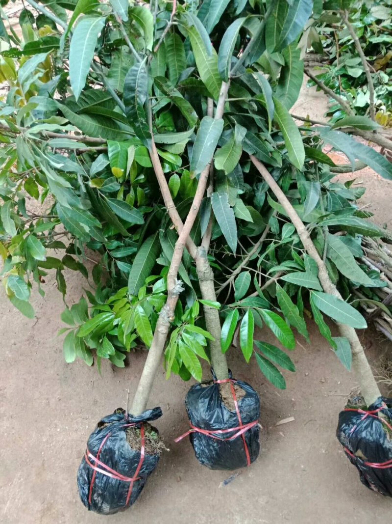 包邮金皇芒果苗大苗小苗都有