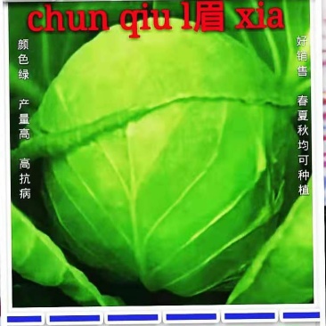 春秋绿夏甘蓝种子，适合全国各地种植，春季，夏季，秋季均可