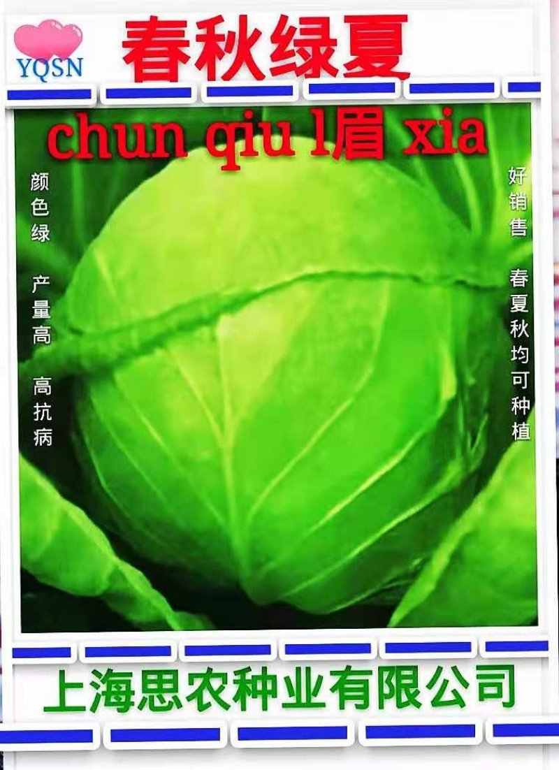 春秋绿夏甘蓝种子，适合全国各地种植，春季，夏季，秋季均可