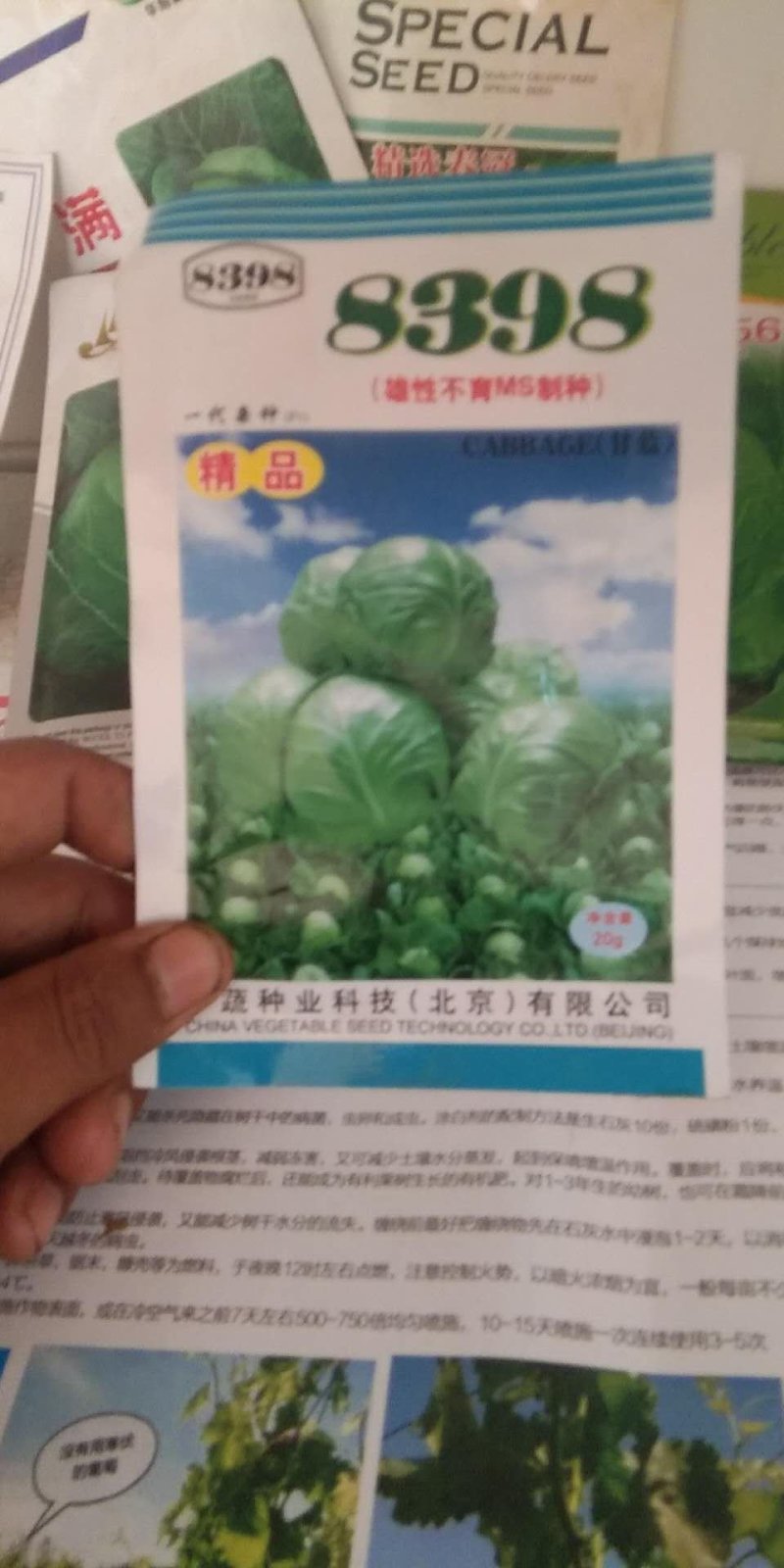 春秋绿夏甘蓝种子，适合全国各地种植，春季，夏季，秋季均可