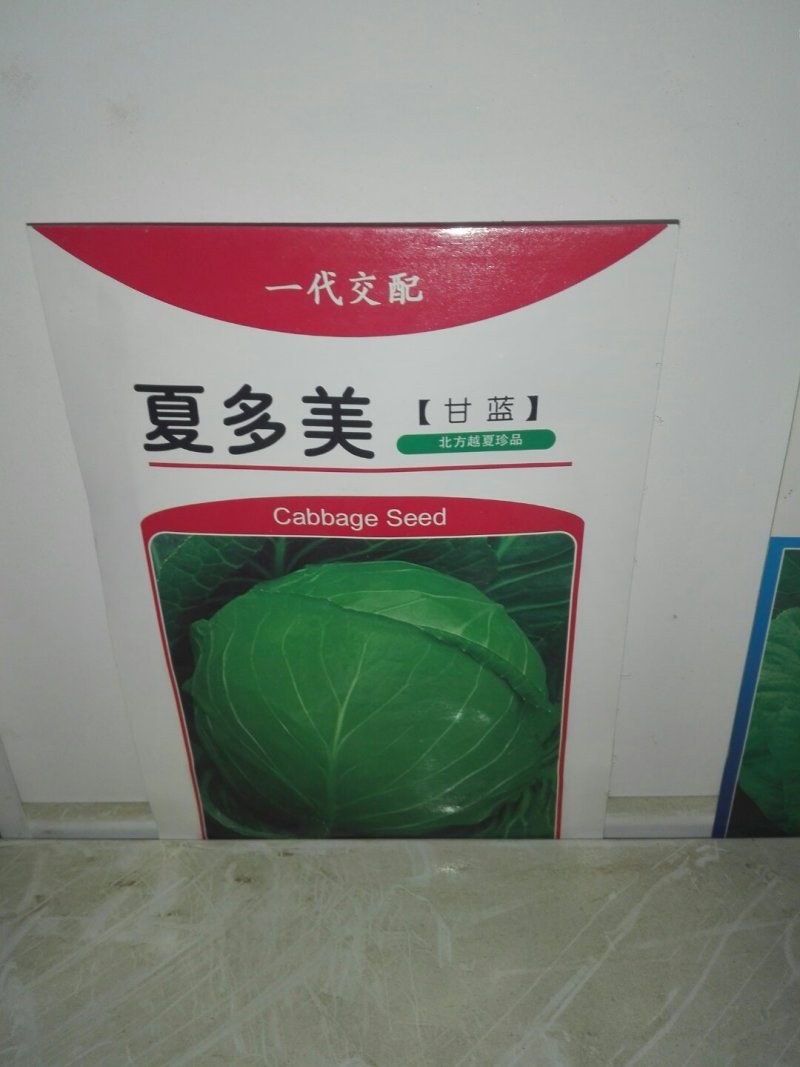 春秋绿夏甘蓝种子，适合全国各地种植，春季，夏季，秋季均可