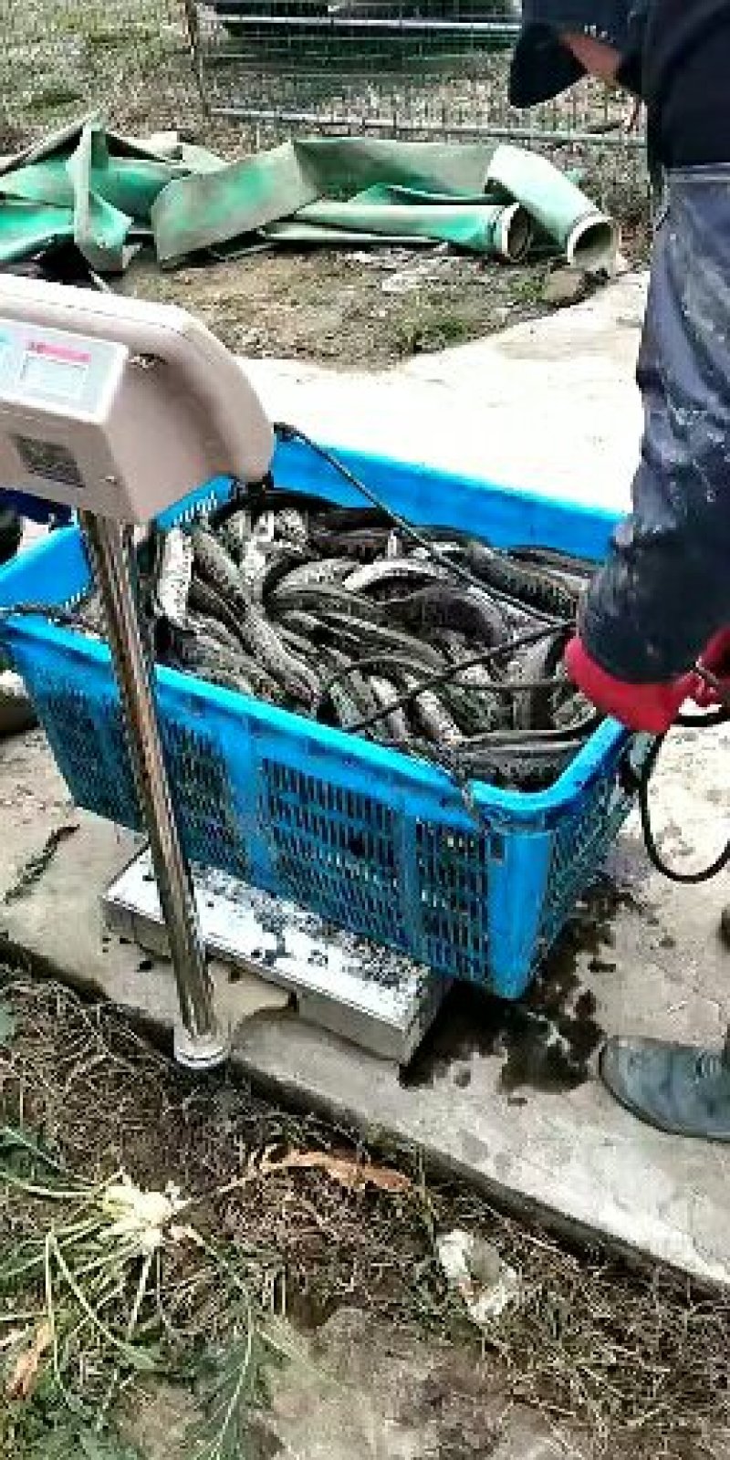 黑鱼苗大量供应