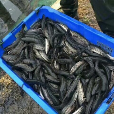 黑鱼苗大量供应