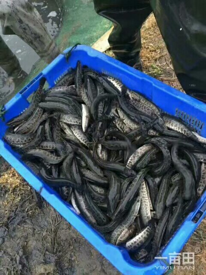 黑鱼苗大量供应