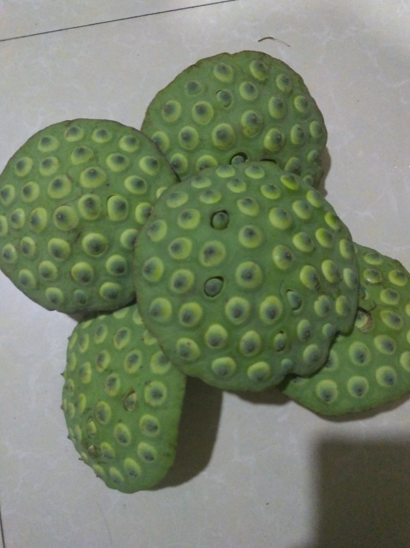 藕种