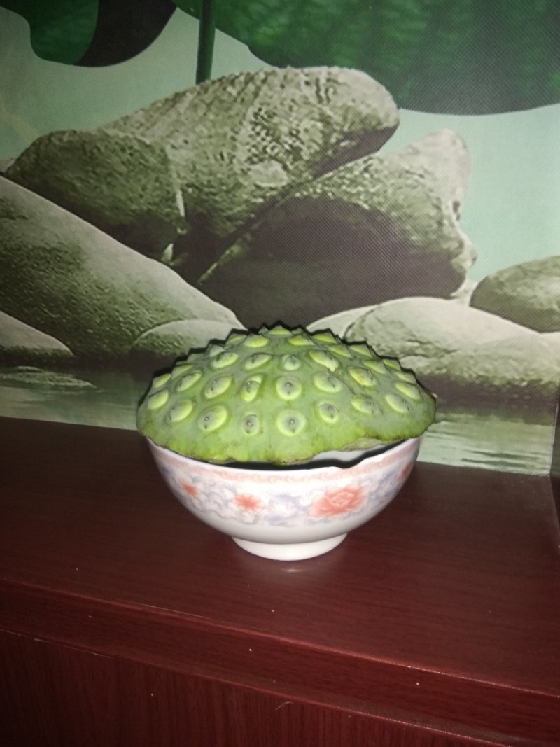 藕种