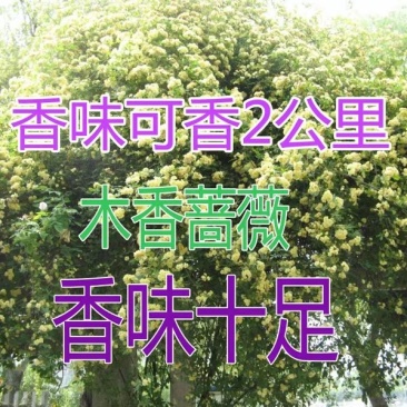 蔷薇苗黄木香，白木香，红花蔷薇，白蔷薇3