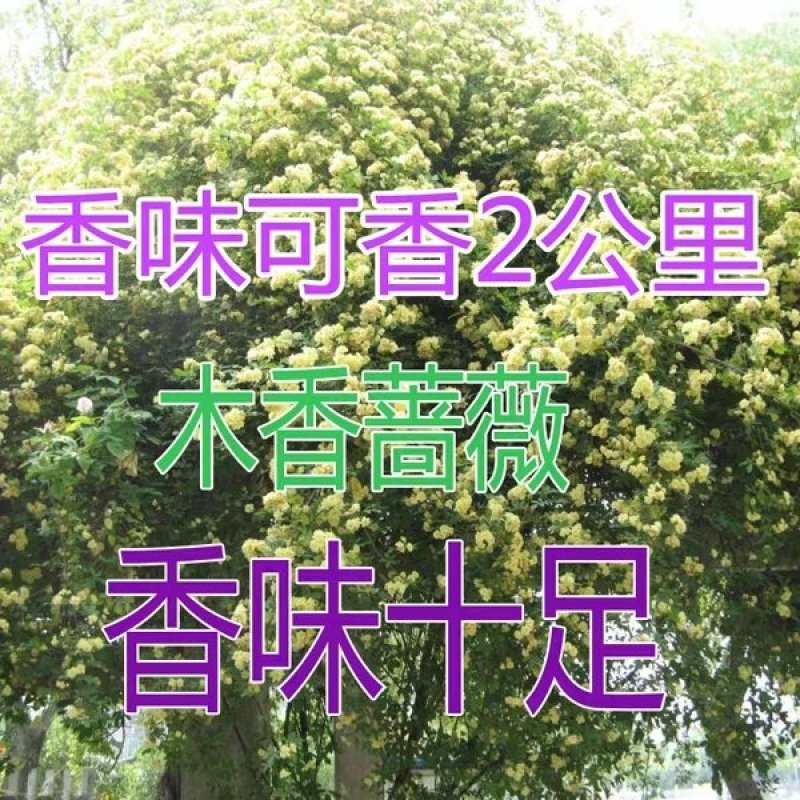 蔷薇苗黄木香，白木香，红花蔷薇，白蔷薇3