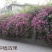 蔷薇苗黄木香，白木香，红花蔷薇，白蔷薇3