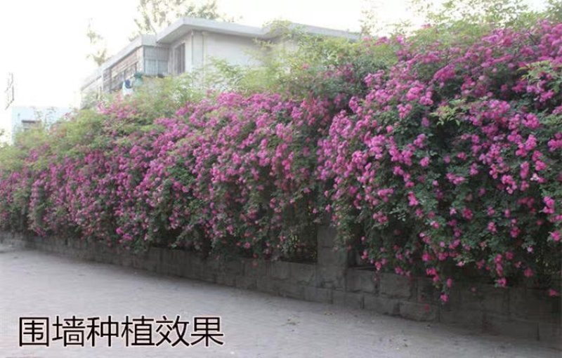 蔷薇苗黄木香，白木香，红花蔷薇，白蔷薇3