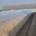供应六鳌蜜薯红薯苗批发价格便宜，农科院定点培育基地
