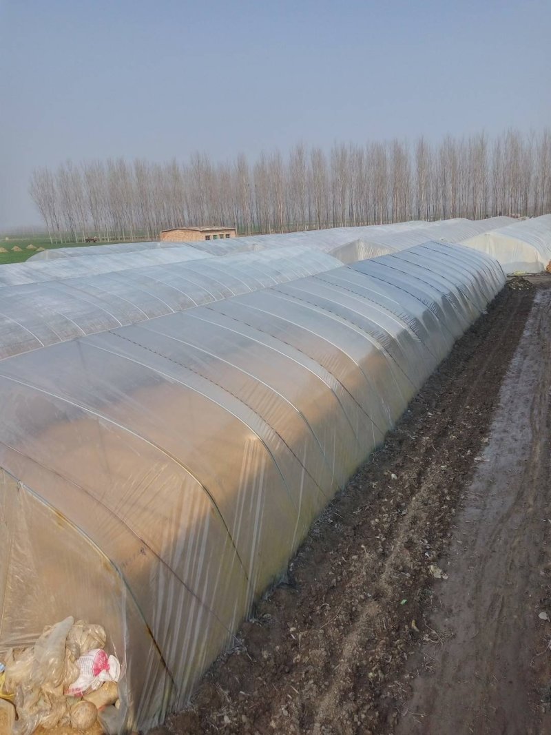 供应六鳌蜜薯红薯苗批发价格便宜，农科院定点培育基地