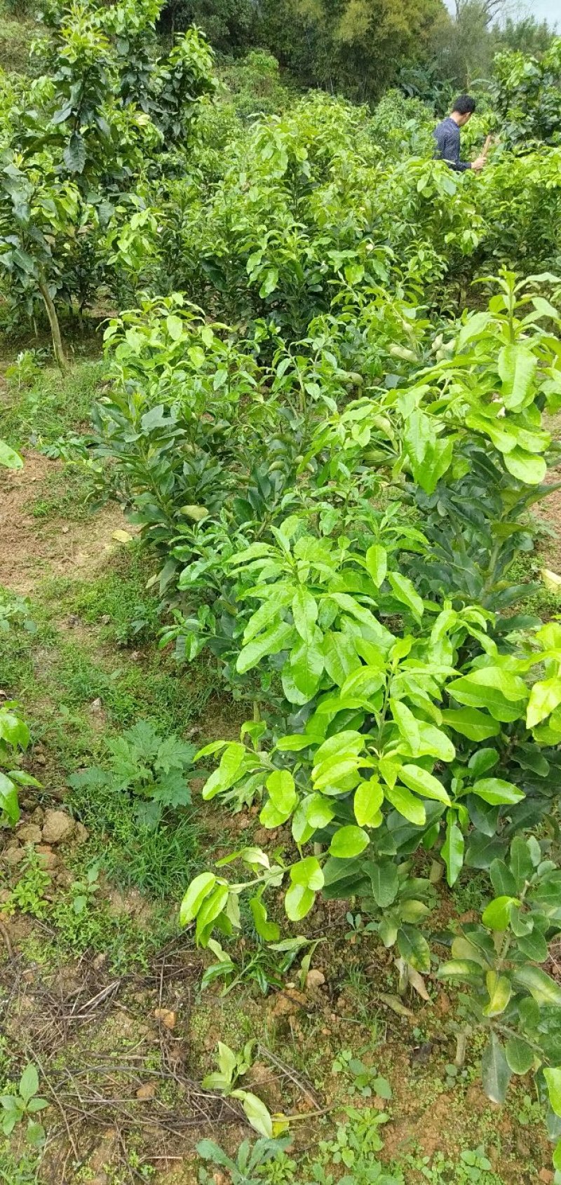 三红蜜柚苗