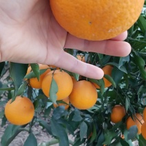 青见柑橘，果形好，个头大，味甜，颜色好，