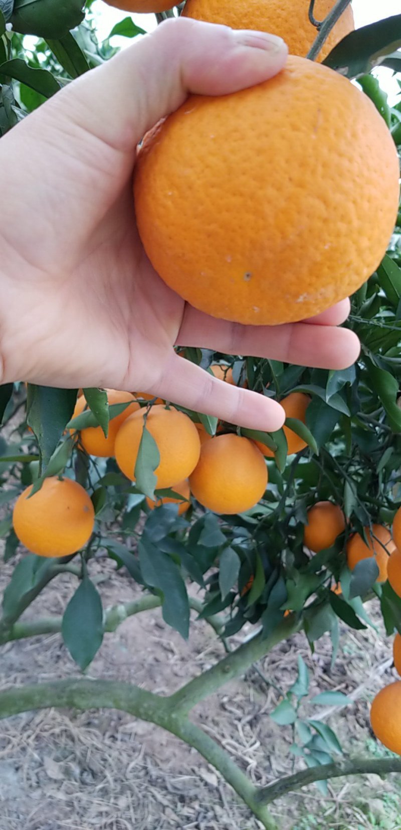 青见柑橘，果形好，个头大，味甜，颜色好，