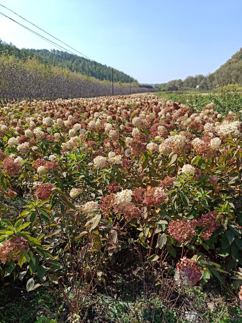 木绣球，干枝插花，绣球科，圆锥绣球，大花木绣球，扦插苗