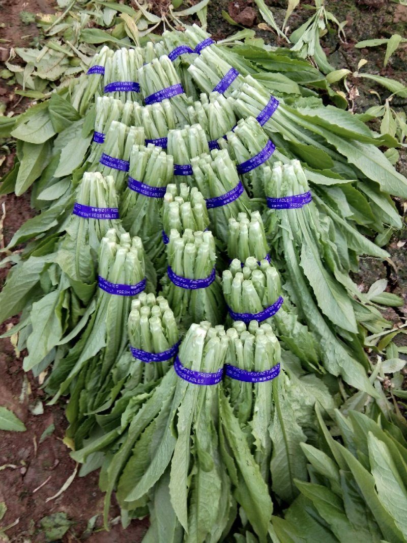 油麦菜大量上市，高度25/30