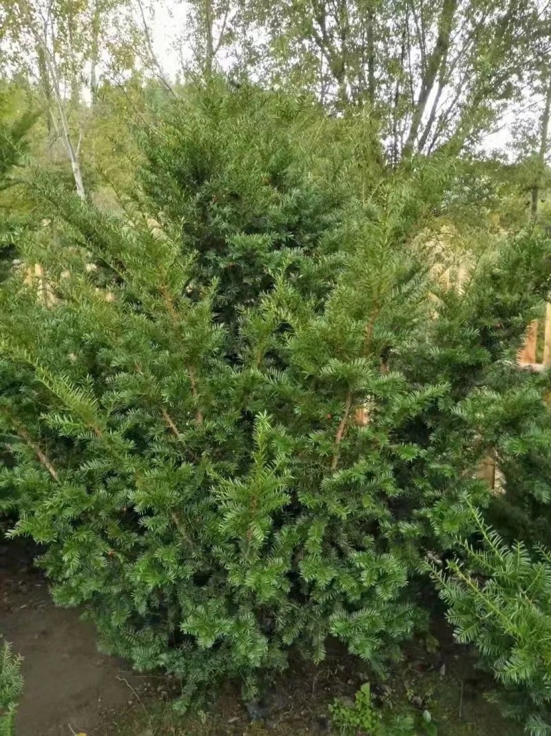 东北红豆杉各种规格适合全国种植另有工艺品