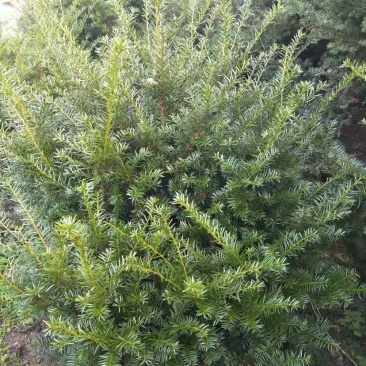 东北红豆杉各种规格适合全国种植另有工艺品