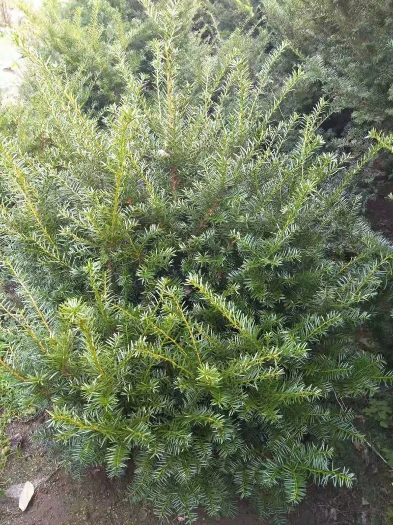 东北红豆杉各种规格适合全国种植另有工艺品