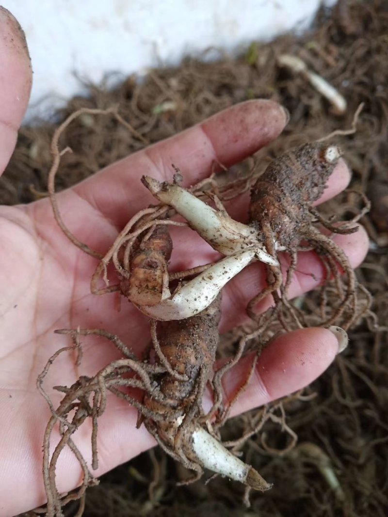 华重楼茎块种苗