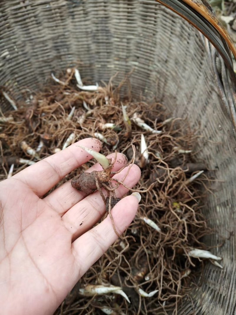 华重楼茎块种苗