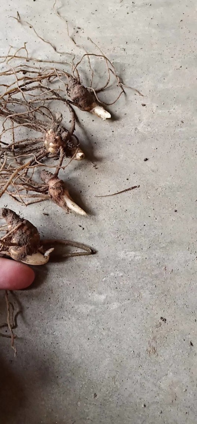 华重楼茎块种苗