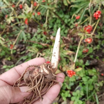 华重楼茎块种苗