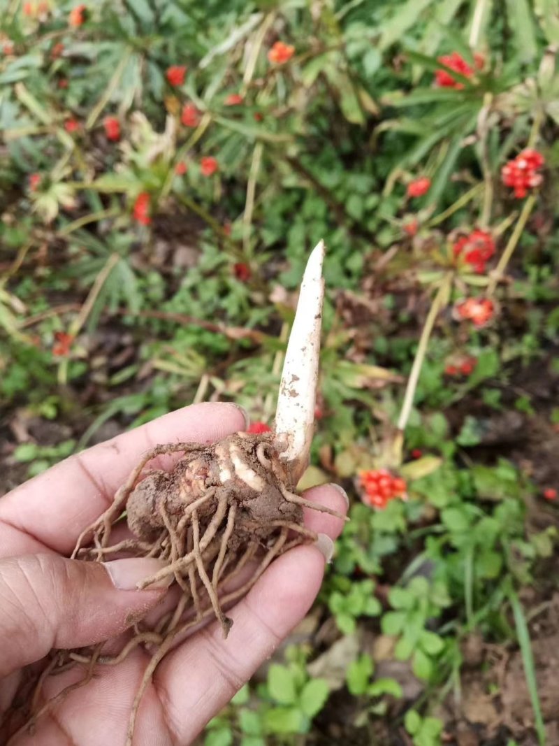 华重楼茎块种苗