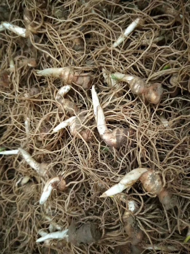 华重楼茎块种苗