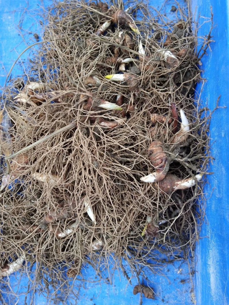 华重楼茎块种苗