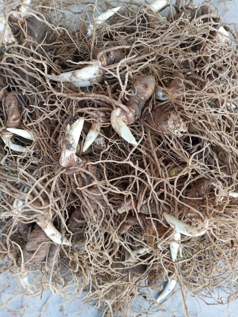 华重楼茎块种苗