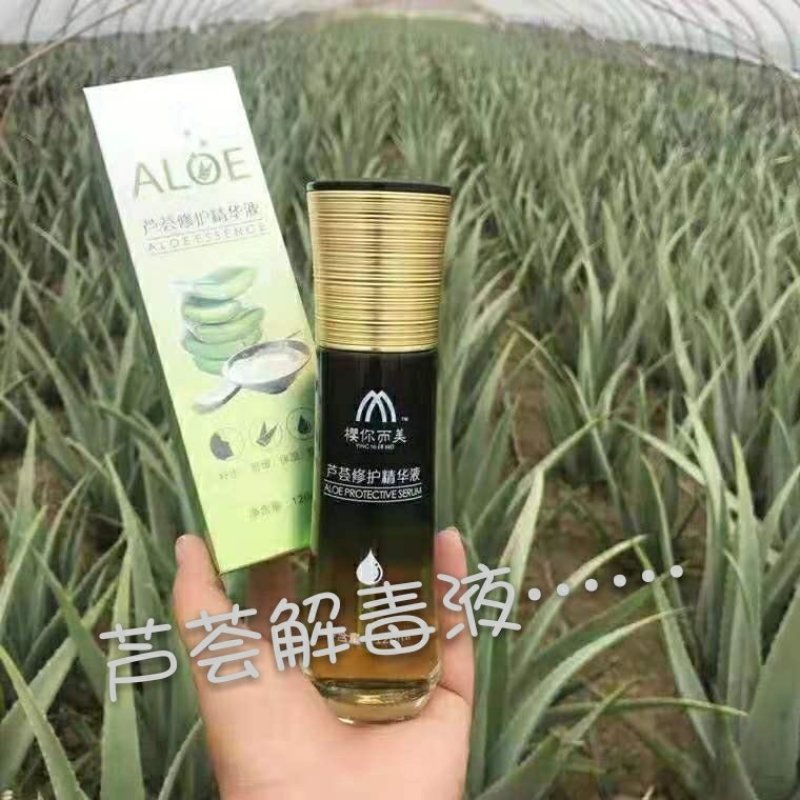 慧美库拉索芦荟-15年生老芦荟